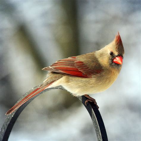 Northern Cardinal Vs Downy Woodpecker Madness Mommy Tongue