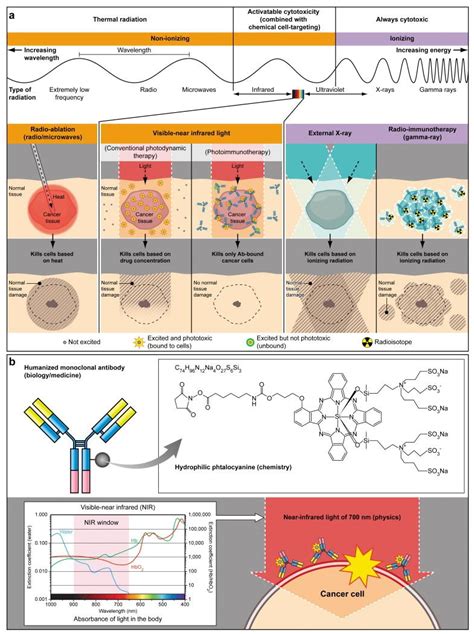 Photo Immunotherapy Approaches For Cancer Cancer Biology