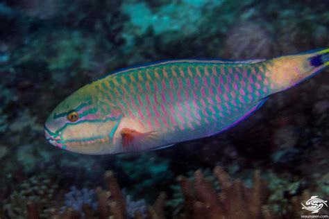 Bluemoon Parrotfish Facts And Photographs Blue Parrotfish Seaunseen