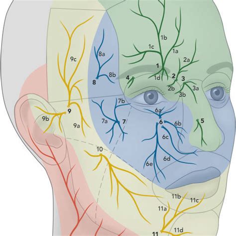 Illustration Of The Cutaneous Sensory Nerves Of The Face 1