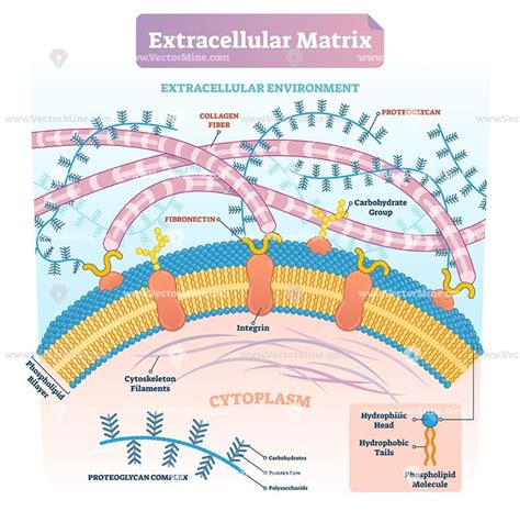 Extracellular Matrix Labeled Infographic Vector Illustration Scheme