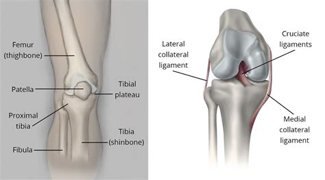 Assessment of traumatic brain injury online course: Fractures Of The Proximal Tibia Shinbone Orthoinfo Aaos