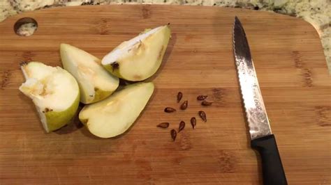 Use a spade to score the sides of the hole. How To Grow Pear Trees From Seed, Days 0-34 - YouTube