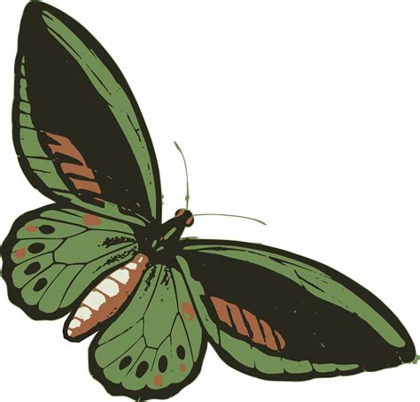 Clipart - Green Butterfly png image