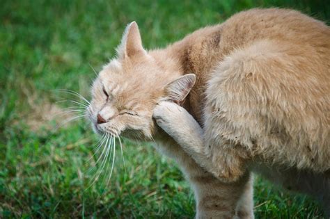 Ear tipping is completely safe and it is performed under general anesthetic. Cats | Doggy Bakery