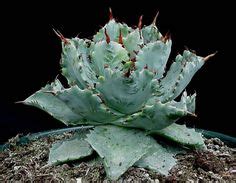 Cactus and succulents bloom time of year: Agave victoriae reginae Mediopicta Alba (S. van Dort ...