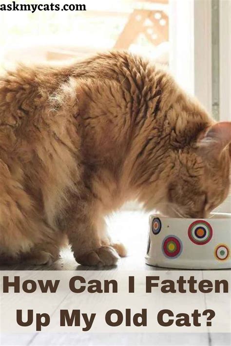 Old Cat Losing Weight But Eating Well Find Out Reasons