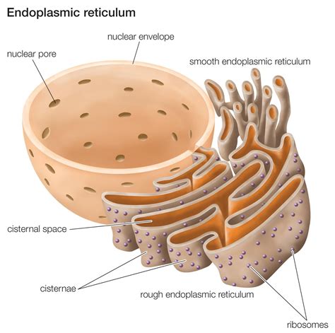 Rough Endoplasmic Reticulum Function Myailcruz