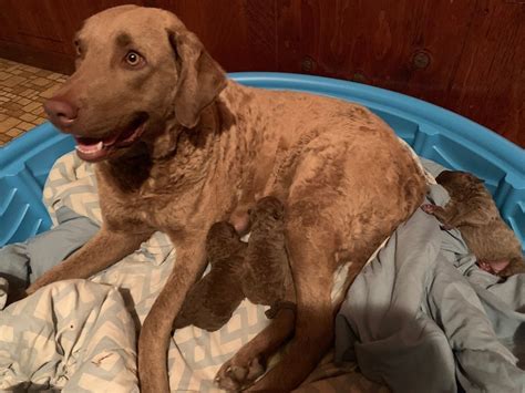 Find chesapeake bay retriever puppies and dogs for sale & rehome in the uk near me. Chesapeake Bay Retriever Puppies For Sale | Winamac, IN ...