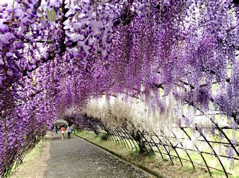 Ngắm Con đường Hoa Tử đằng ảo Diệu ở Nhật Bản Chia Sẻ Kinh Nghiệm Du