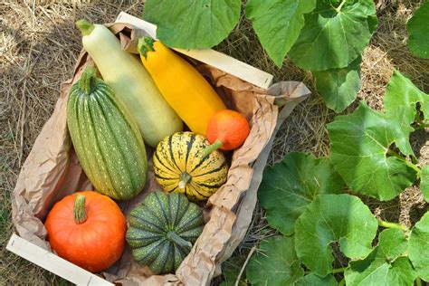 The Best Varieties Of Squash To Grow In Your Garden Southeast Agnet