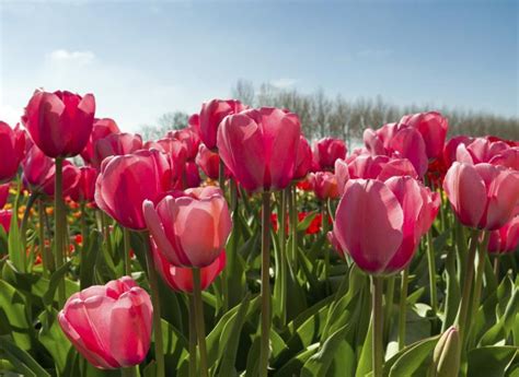 Zone 5 zone 6 zone 7 zone 8 zone 9 zone 10 zone 11. Perennials for Zone 5 | Garden Guides