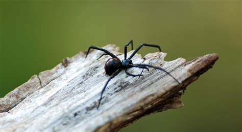The black widow spider is found all over the globe. MObugs: October 2010