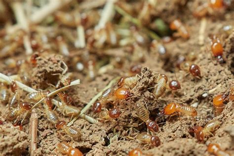 Our exterminators deal with pests, termites, spiders, bed bugs, ants, rodents, and more on a daily basis. Termite Pest Control | Top 15 Things You Should Know