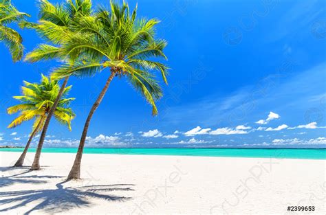 Group Of Coconut Palm Trees And Beach Loungers On White Sandy Beach