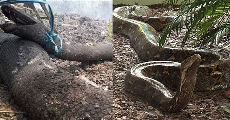 Maybe you would like to learn more about one of these? Gambar Ular Terbesar Di Dunia Makan Orang - Tempat Berbagi ...