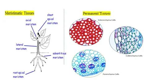 What Is Permanent Tissue Classify Permanent Tissue And Describe Them