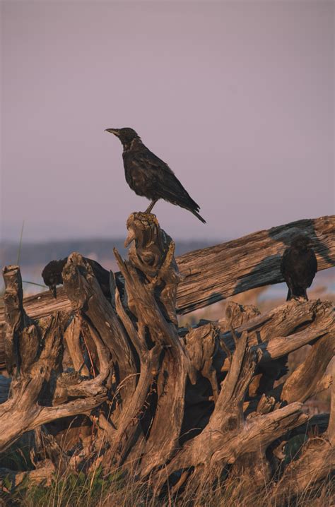 crows at sunset tumblr pics