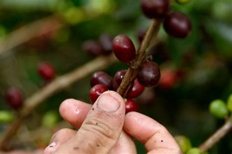 Colombian Coffee Growers Federation Signed An Alliance With International Banks To Promote The
