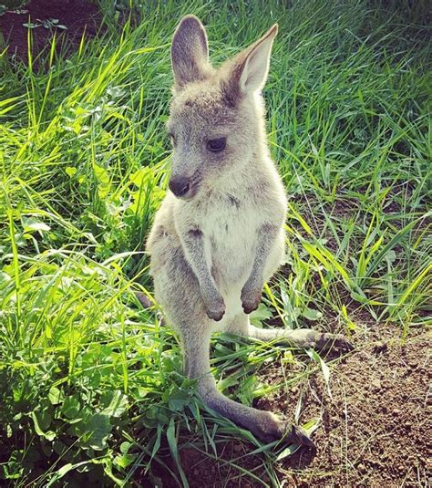 Joey Baby Kangaroo Kangaroo Baby Australian Animals Cute Baby Animals