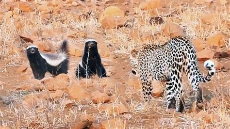 Leopard Walks Right Into 2 Honey Badgers Leopard Walks Right Into 2