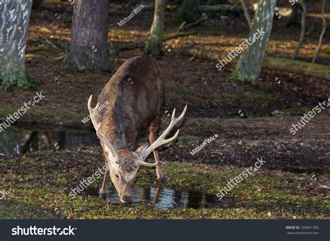 Male Sika Deer Big Antlers Drinking Stock Photo 130661780 Shutterstock