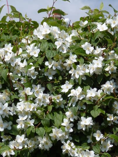 White Flowering Shrubs Identification