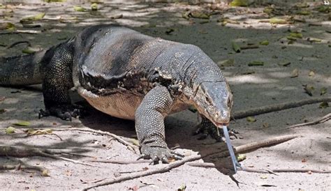 The Asian Water Monitor Critter Science