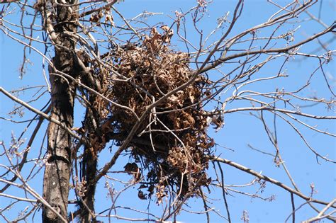 Their tendency to nest in unoccupied attics is the main reason squirrels are considered pests. It's January, When Squirrels Chase Down Love's First Blush ...