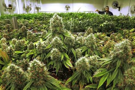 Cannabis Cultivation Center Approved For Litchfield Site