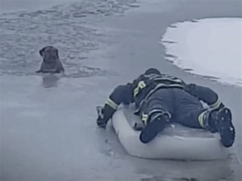 Firefighter Rescues Dog Stuck In Icy Lake Heartwarming Video Goes