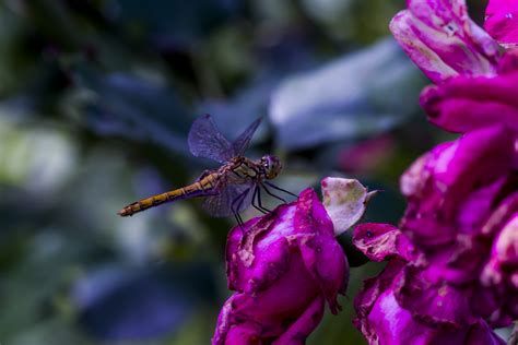 Free Images Dragonfly Natural Flower Beautiful Summer Pink Rose