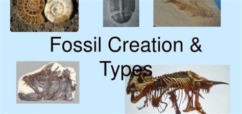 Types Of Fossils And Ways Of Formation Cast Types Mold And Petrified