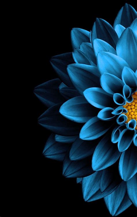 Blue Aesthetic Flower Wallpaper Pixlith