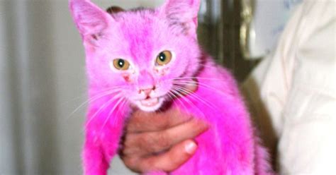 Distressed Cat Dyed Bright Pink Rescued From Market After Being Put On