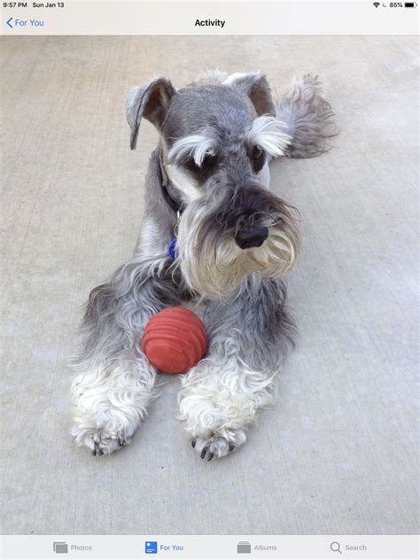 We did not find results for: Salt and pepper mini Schnauzer so cute | Miniature ...