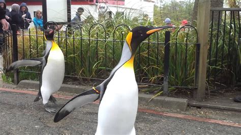 Penguins Edinburgh Zoo Youtube