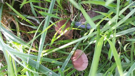 Mushroom spore prints and their uses. Liberty Cap/Psilocybe semilanceata ID - Mushroom Hunting ...