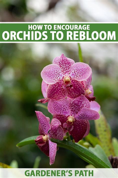 How To Encourage Orchids To Rebloom Gardeners Path