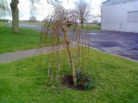 A striking little ornamental tree or shrub that is perfect for small town gardens and can salix integra hakuro nishiki prefers full sun or partial shade and can be planted near to a pond or water source. Rachel the Gardener: Salix caprea "Kilmarnock": why can't ...