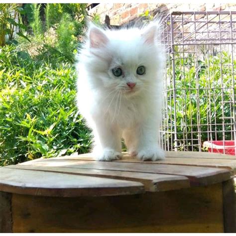 Jual Bulu Putih Kucing Kitten Persia Medium Anggora Kucing Jantan