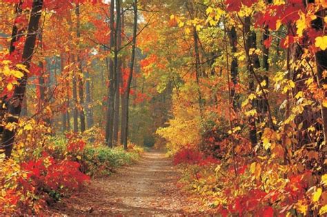 Fototapety les na podzim rozměr 254 cm x 184 cm tapety folie cz