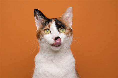 Cat Sticking Out Tongue Leaves Internet In Hysterics Never Change