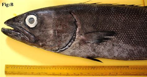 Oilfish Ruvettus Pretiosus Adriaticnature