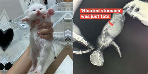 Thai Woman Brings Bloated Kitten For X Ray Thinking It Might Be Sick