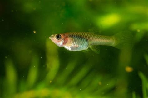 How To Treat Guppy Fin Rot What Causes Fin Rot In Guppies