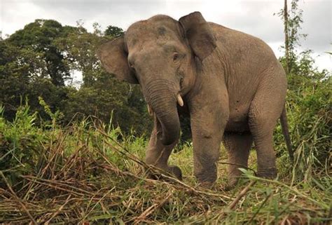 Ular pelik spisis yang telah pupus di malaysia. Ke mana gajah pygmy hilang? | Astro Awani