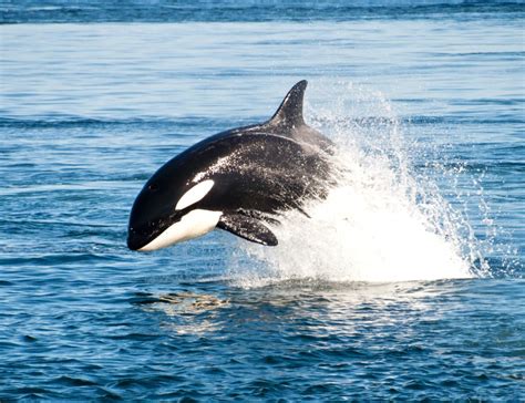 73 Endangered Southern Resident Orcas Remain In The Wild New