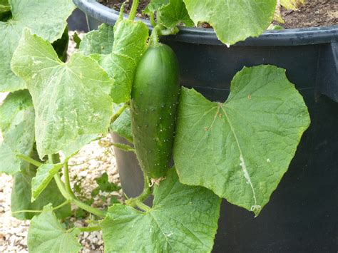 How To Grow Cucumbers In Containers Enkivillage