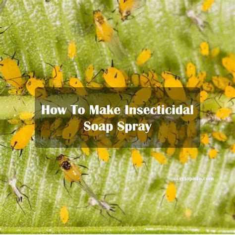 3 Easy Ways To Make Homemade Insecticidal Soap Spray